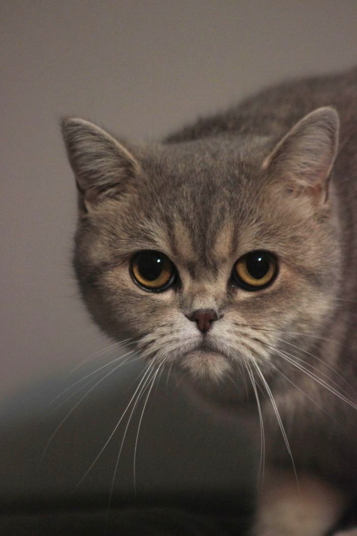 こちらを見つめるグレーの猫、だいふく