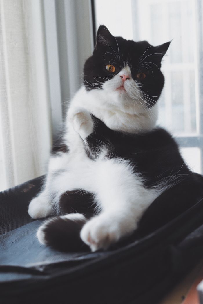 カーテンぎわでくつろぐ白黒の猫、ごま