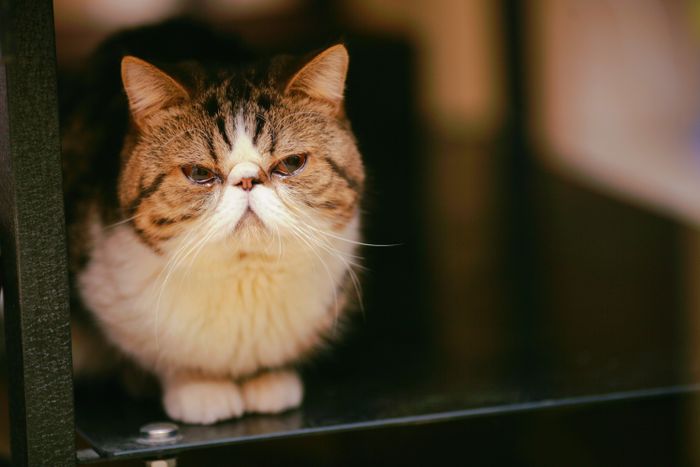 棚の上からのぞきこむ茶トラの猫、きなこ