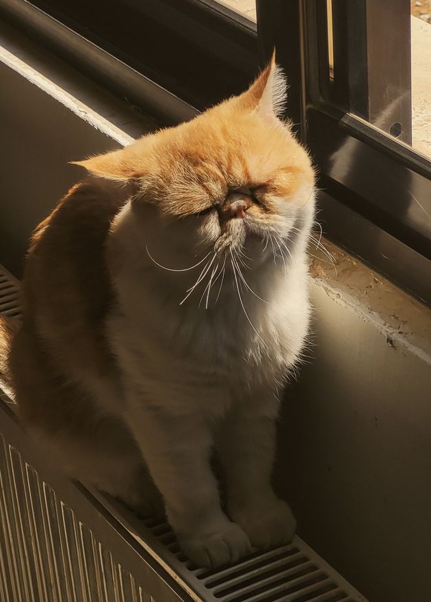 窓辺で日向ぼっこするクリーム色の猫、もなか