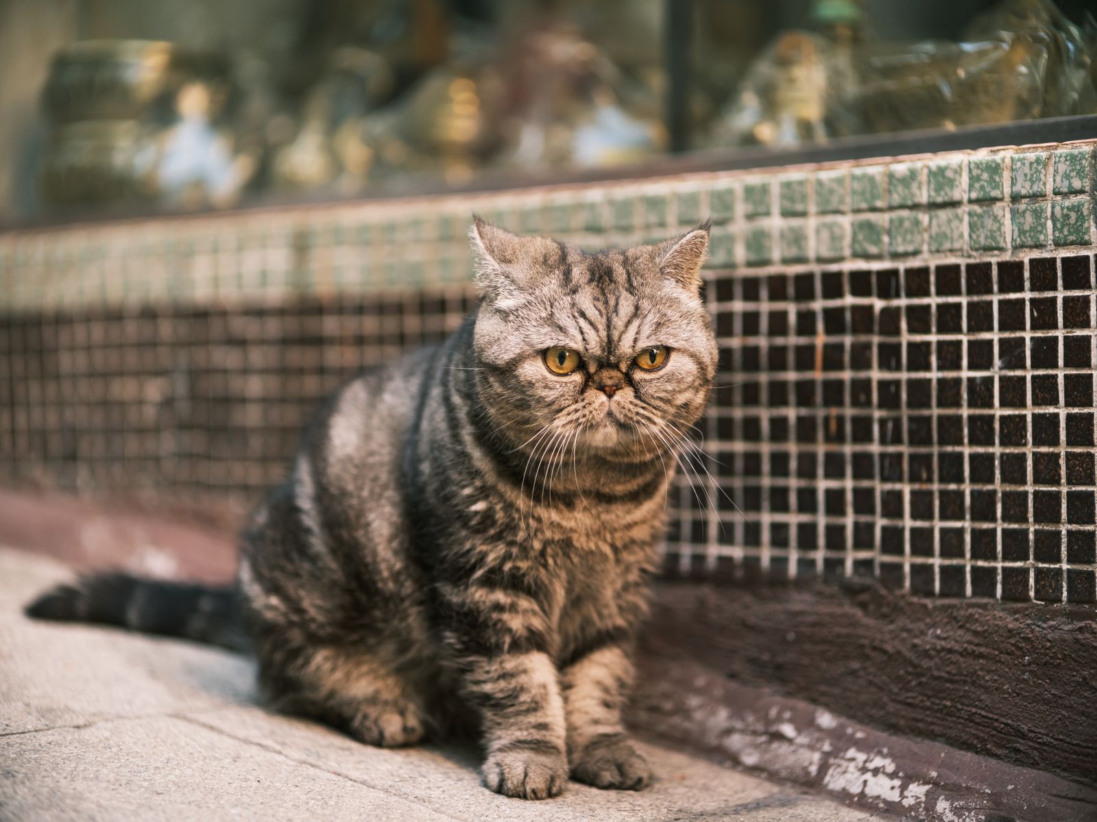 モザイクタイルの店先にすわるエキゾチックショートヘア